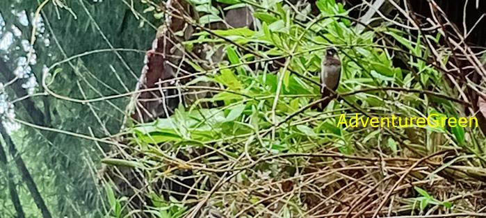 A white-rumped munia at the Cat Tien National Park