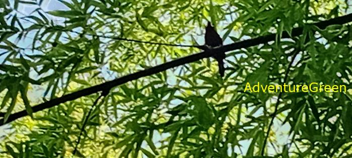 A black and red broadbill at Cat Tien National Park