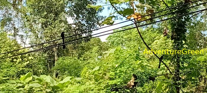 Bird Tour at Cat Tien National Park Bird Tour at Cat Tien National Park