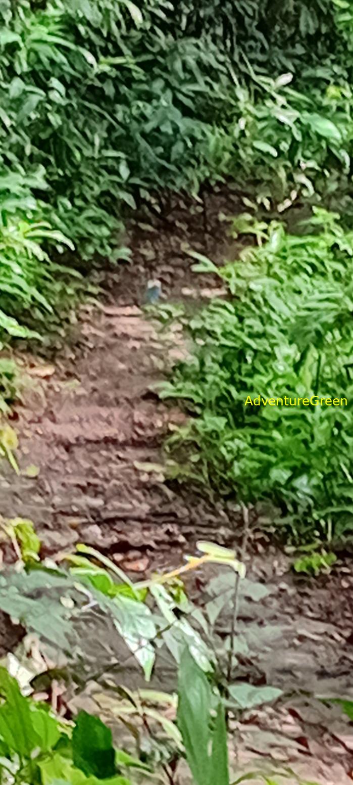 A blue pitta at Cat Tien National Park