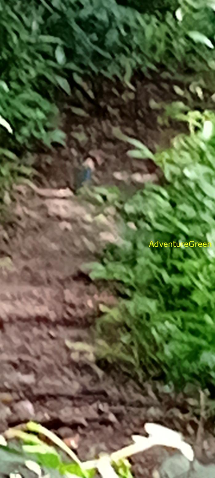 A blue pitta at Cat Tien National Park