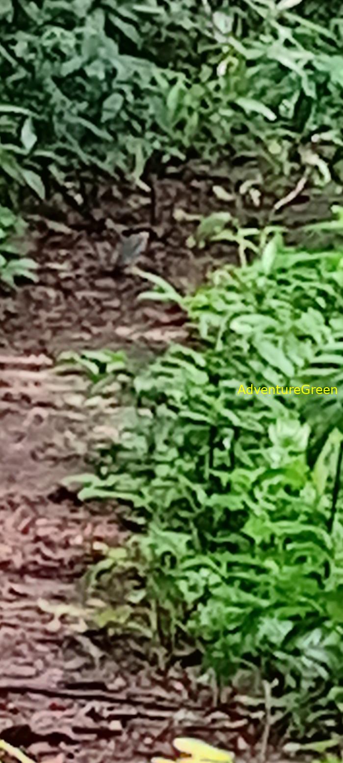 A blue pitta at Cat Tien National Park