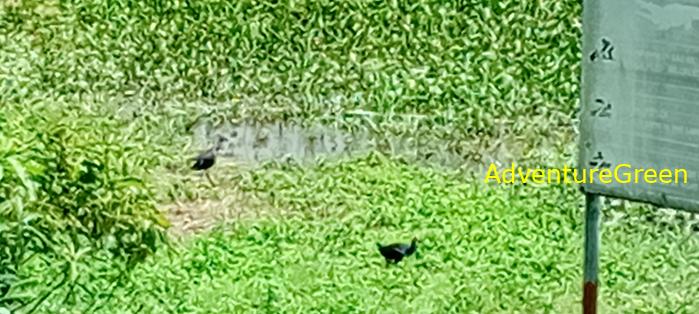 Wildlife Tour at the Cat Tien National Park Vietnam Wildlife Tour at the Cat Tien National Park Vietnam
