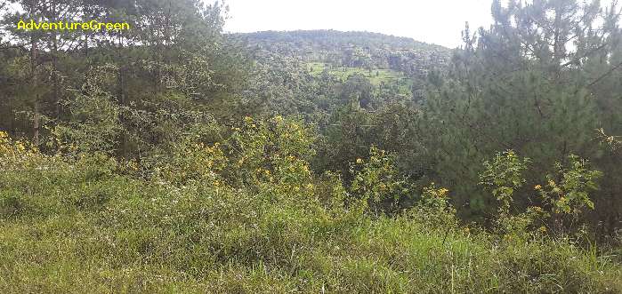 Birding in Da Lat Vietnam