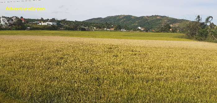 Birding in Dinh Linh, Lam Dong Province,  Vietnam