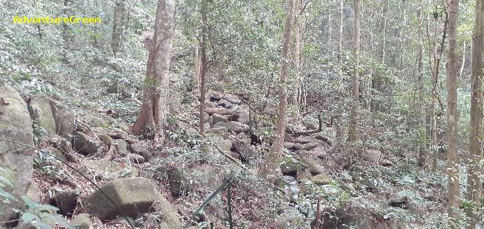 Bird watching at the Di Linh Forest