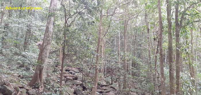 Birding in Dinh Linh, Lam Dong Province,  Vietnam