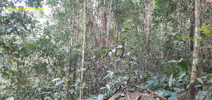 Birding in the forest of Di Linh