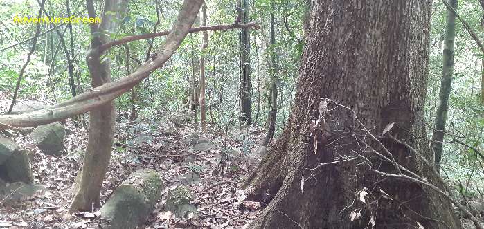 Birding in Dinh Linh, Lam Dong Province,  Vietnam