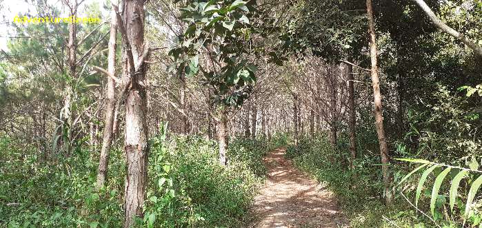 Birding in Dinh Linh, Lam Dong Province,  Vietnam