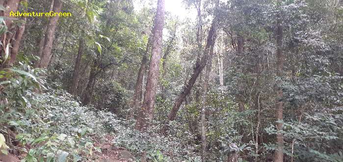 Birding in Dinh Linh, Lam Dong Province,  Vietnam