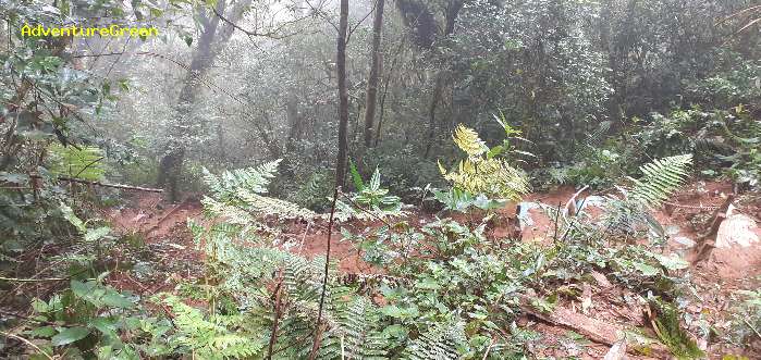 Trekking and hiking adventure to the summit of Mount Lang Biang, outside of Da Lat, Vietnam