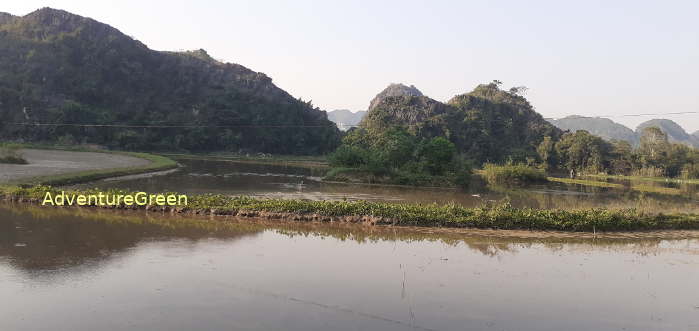 A heavenly birding site in Ninh Binh Vietnam