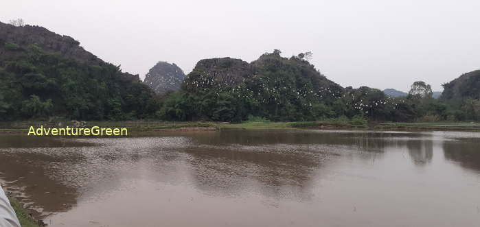 Birdwatching in Ninh Binh Vietnam