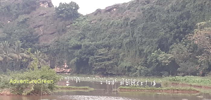 Birdwatching in Ninh Binh Vietnam