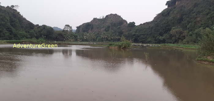 Birdwatching in Ninh Binh Vietnam