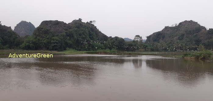 Birdwatching in Ninh Binh Vietnam