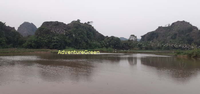 Birdwatching in Ninh Binh Vietnam