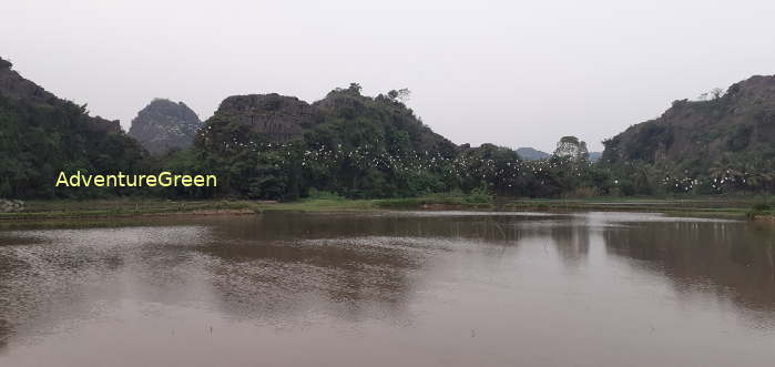 Birdwatching in Ninh Binh Vietnam