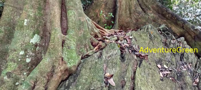 A flora and fauna tour of Cuc Phuong National Park, Ninh Binh, Vietnam A flora and fauna tour of Cuc Phuong National Park, Ninh Binh, Vietnam