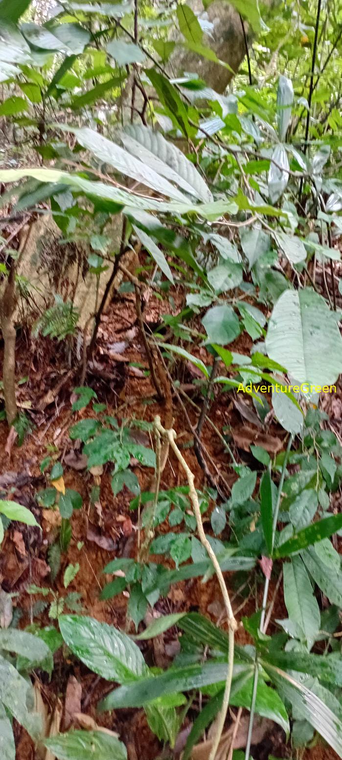 A flora and fauna tour of Cuc Phuong National Park, Ninh Binh, Vietnam A flora and fauna tour of Cuc Phuong National Park, Ninh Binh, Vietnam