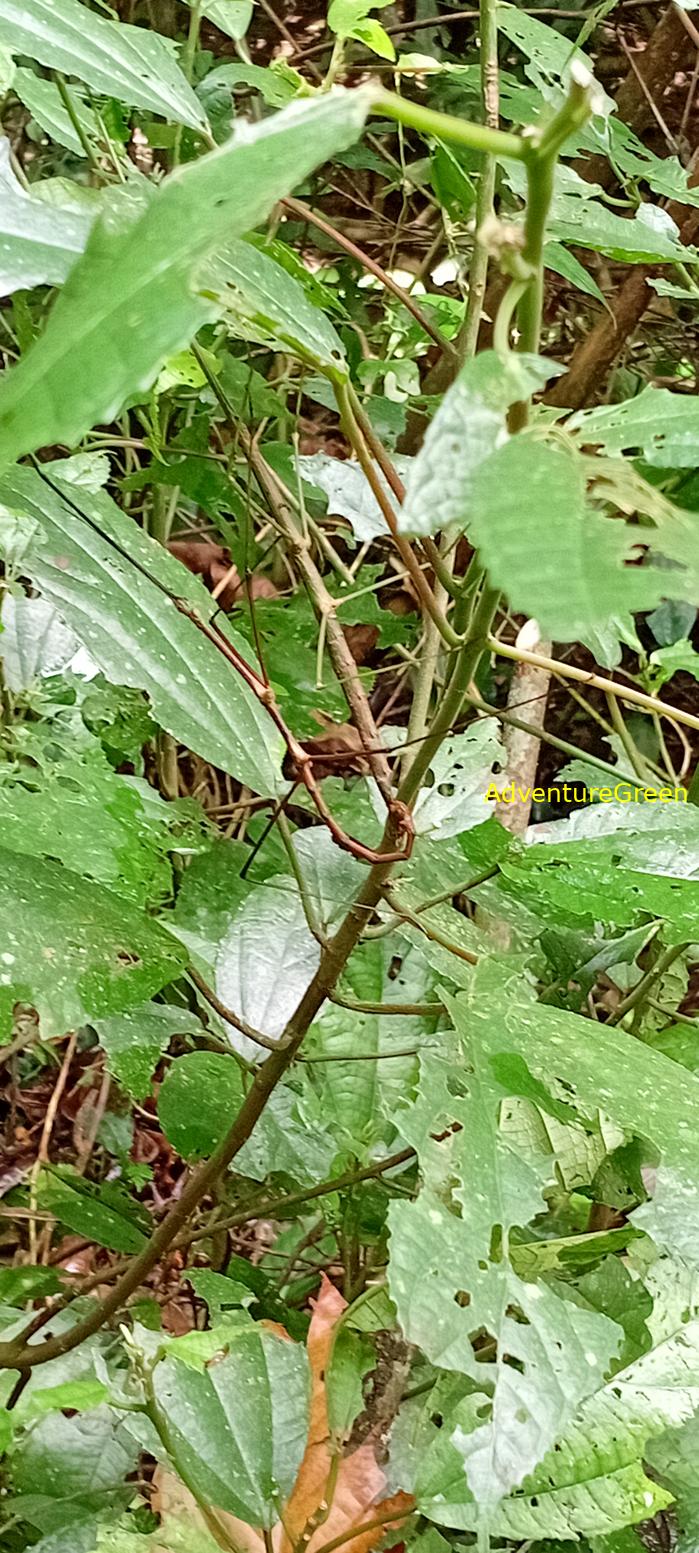 A flora and fauna tour of Cuc Phuong National Park, Ninh Binh, Vietnam A flora and fauna tour of Cuc Phuong National Park, Ninh Binh, Vietnam