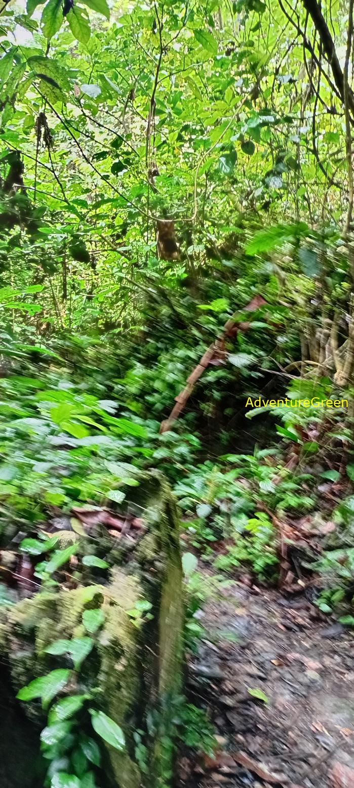 A flora and fauna tour of Cuc Phuong National Park, Ninh Binh, Vietnam A flora and fauna tour of Cuc Phuong National Park, Ninh Binh, Vietnam