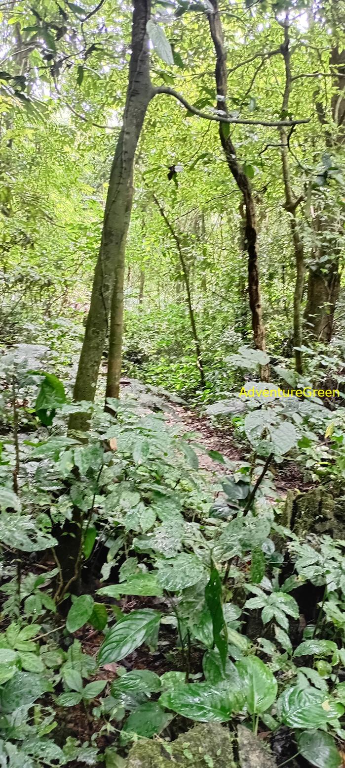 A flora and fauna tour of Cuc Phuong National Park, Ninh Binh, Vietnam A flora and fauna tour of Cuc Phuong National Park, Ninh Binh, Vietnam