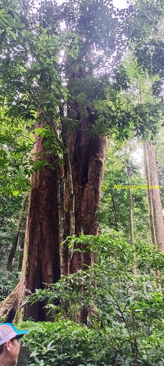 A flora and fauna tour of Cuc Phuong National Park, Ninh Binh, Vietnam A flora and fauna tour of Cuc Phuong National Park, Ninh Binh, Vietnam