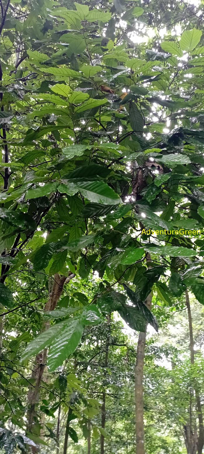 A flora and fauna tour of Cuc Phuong National Park, Ninh Binh, Vietnam A flora and fauna tour of Cuc Phuong National Park, Ninh Binh, Vietnam