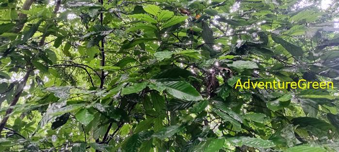 A flora and fauna tour of Cuc Phuong National Park, Ninh Binh, Vietnam A flora and fauna tour of Cuc Phuong National Park, Ninh Binh, Vietnam