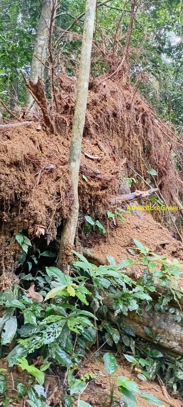 A flora and fauna tour of Cuc Phuong National Park, Ninh Binh, Vietnam A flora and fauna tour of Cuc Phuong National Park, Ninh Binh, Vietnam