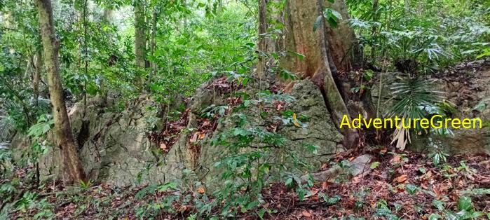 A flora and fauna tour of Cuc Phuong National Park, Ninh Binh, Vietnam A flora and fauna tour of Cuc Phuong National Park, Ninh Binh, Vietnam