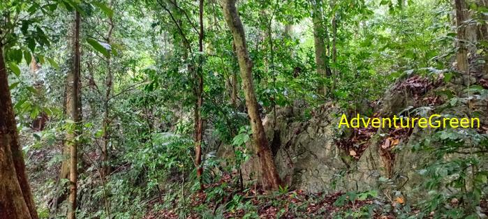 A flora and fauna tour of Cuc Phuong National Park, Ninh Binh, Vietnam A flora and fauna tour of Cuc Phuong National Park, Ninh Binh, Vietnam