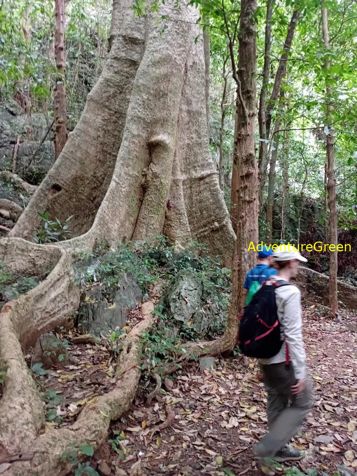 Trekking and hiking in Cuc Phuong National Park Vietnam