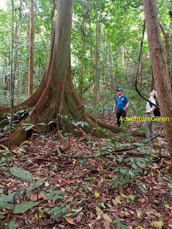 Learning about the flora at Cuc Phuong National Park