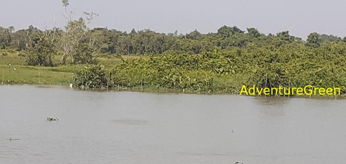 Birding by the Saigon River Vietnam