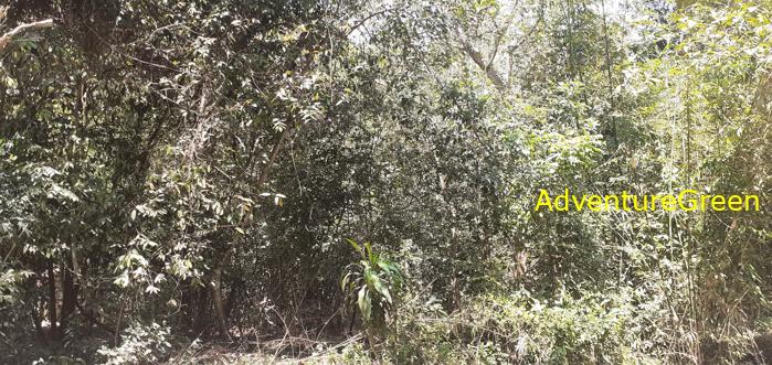 Birding by the Saigon River Vietnam