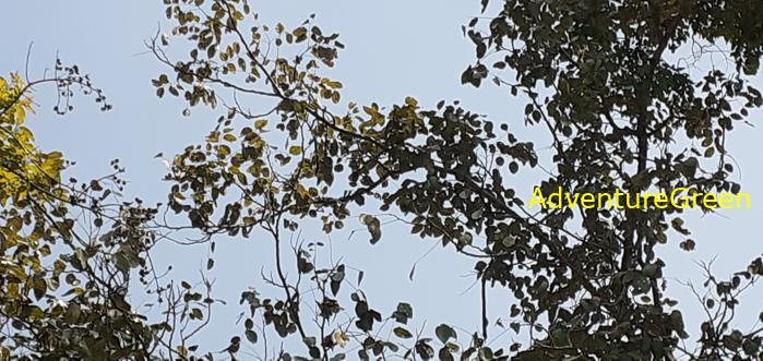 Birding by the Saigon River Vietnam