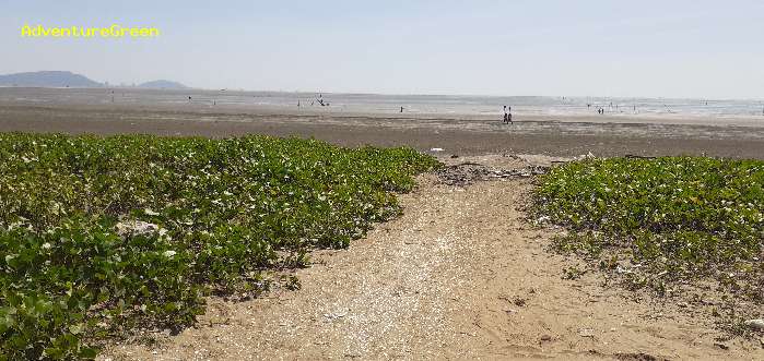 Birding and birdwatching in Can Gio, Saigon Ho Chi Minh City, Vietnam