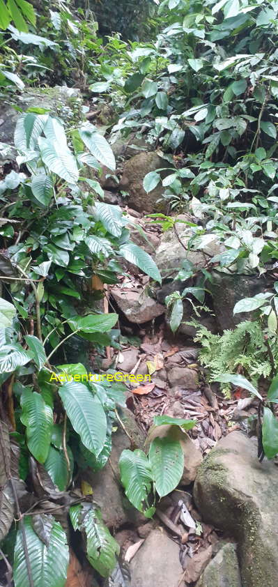 A rocky path near the base of Pu Luong Mountain, rock covered in moss