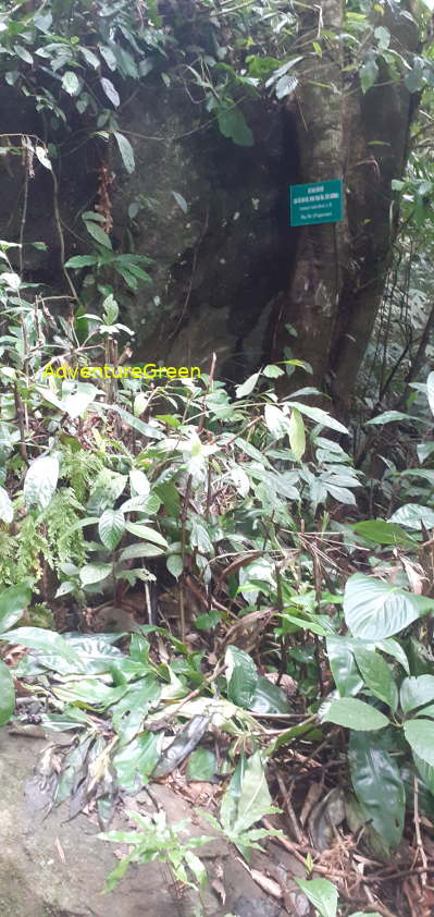 A rocky path with undergrowth near the base of the Pu Luong Mountain