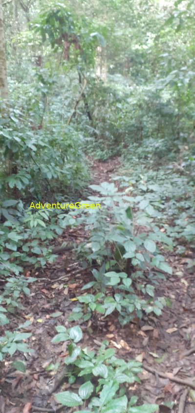 A dirt path half way on the trek to Mount Pu Luong Peak