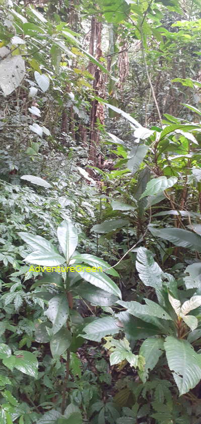 A hiking path amid dense bush on Mountain of Pu Luong