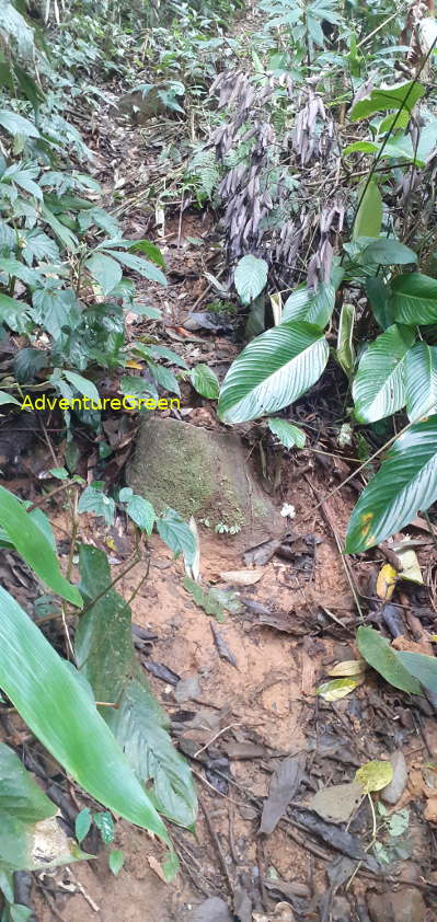 A steep and slippery hiking path on the Pu Luong Mountain