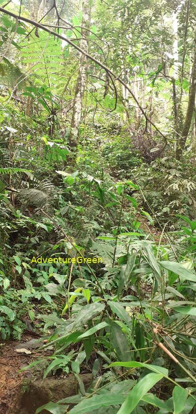 A steep and slippery rocky hiking path on the Pu Luong Mountain