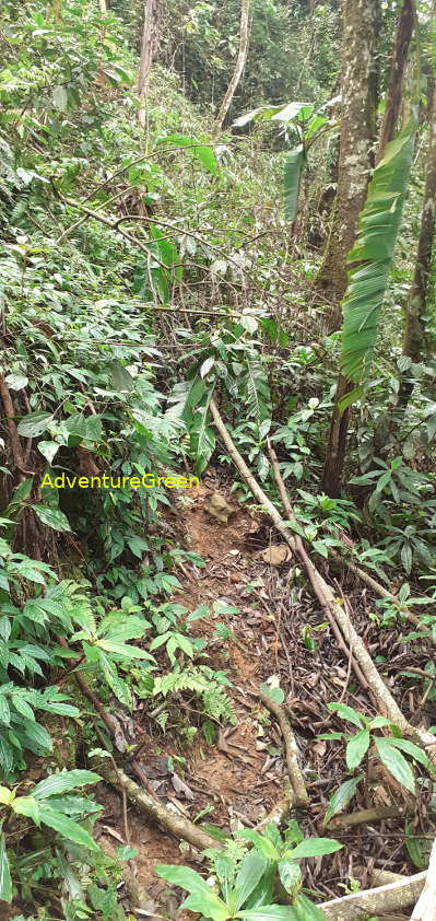 A steep and slippery hiking path covered in undergrowth on Mount Pu Luong