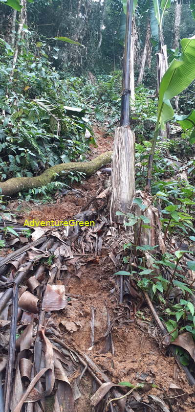 A steep and slippery dirt path on the Pu Luong Mountain