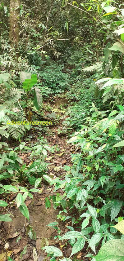 A steep and rocky trekking path on the Pu Luong Mountain