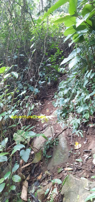 A rocky hiking path covered in vine plants on Mount Pu Luong